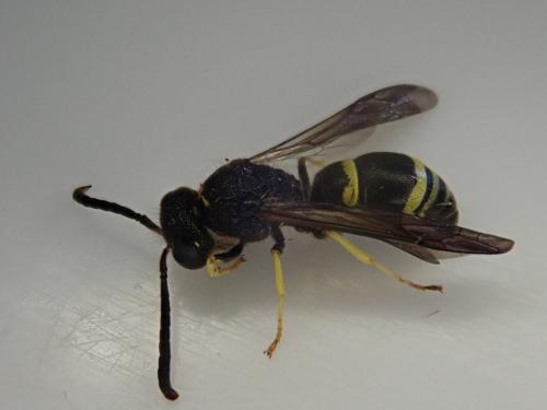 Ancistrocerus sp.